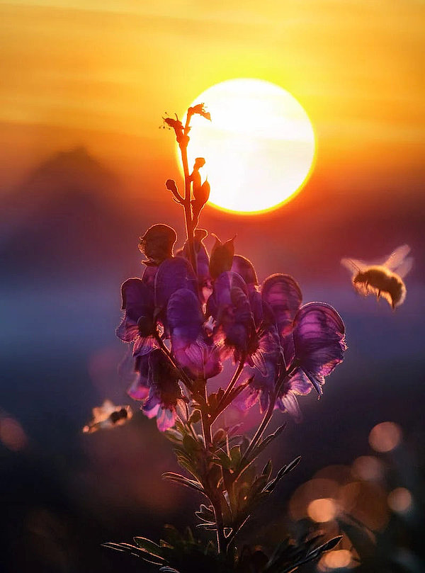 Biene in Morgen- oder Abendsonne